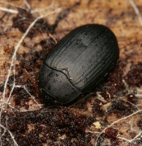 Platydema europaea